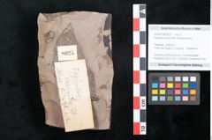 Foto (Objekt + Etikett) von Sapindus cassioides Ettingshausen (NHMW-GEO-2024-0188-8025)